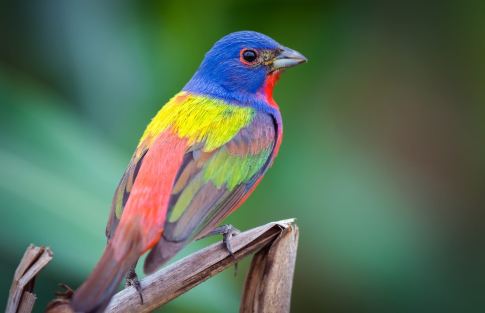 Painted,Bunting,-,Colorful,Bird,-,Multi,Colors,-,Isolated