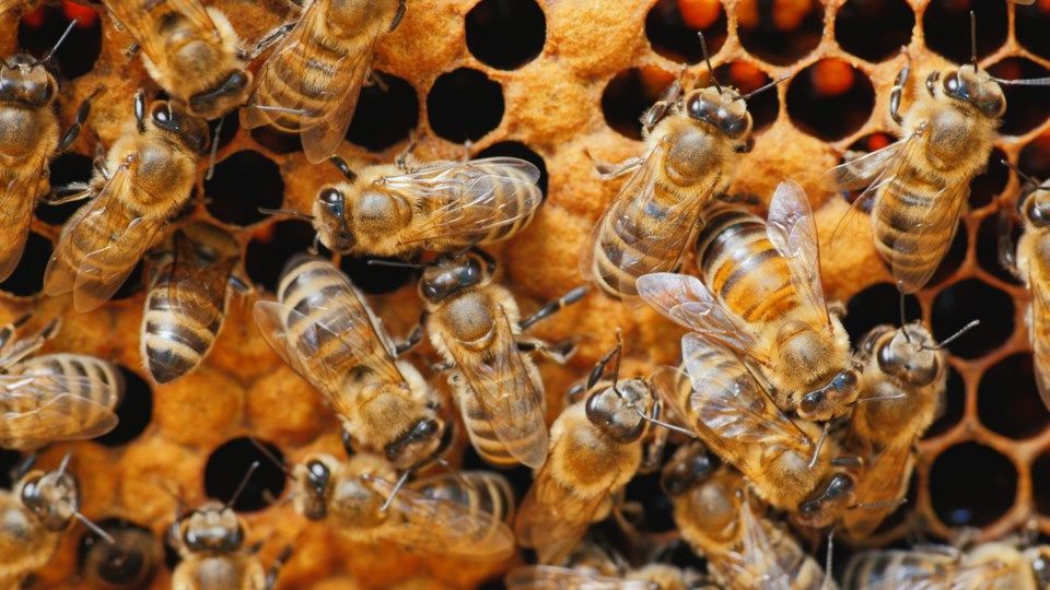 Bees,Work,On,Honeycomb