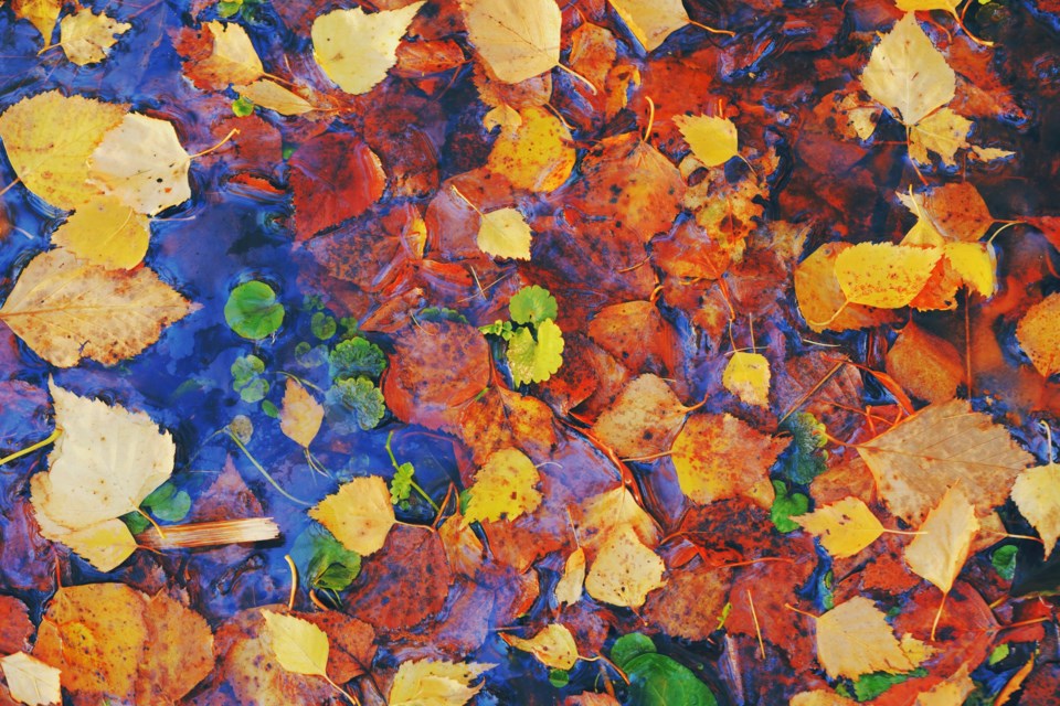 Colourful,Fall,Leaves,In,Pond,Lake,Water,,Floating,Autumn,Leaf.