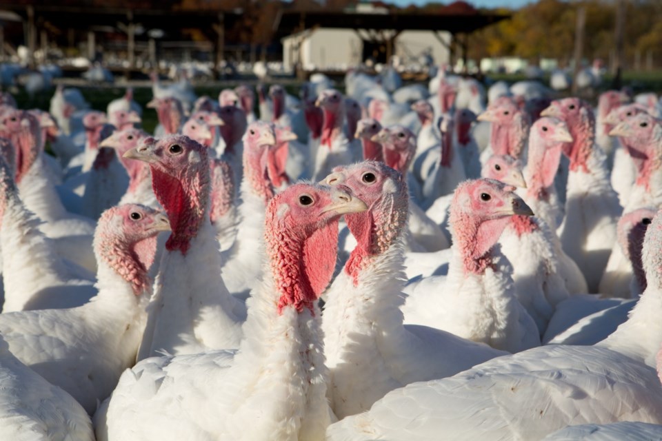 Farm,Turkeys