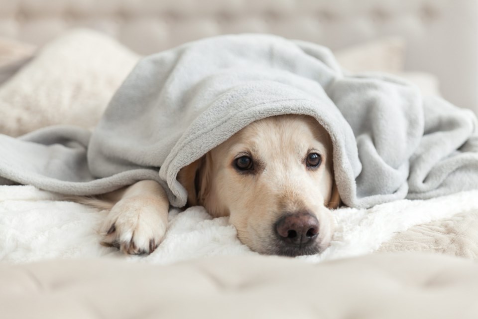 Bored,Young,Golden,Retriever,Dog,Under,Light,Gray,Plaid.,Pet