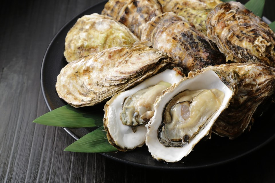 Oysters