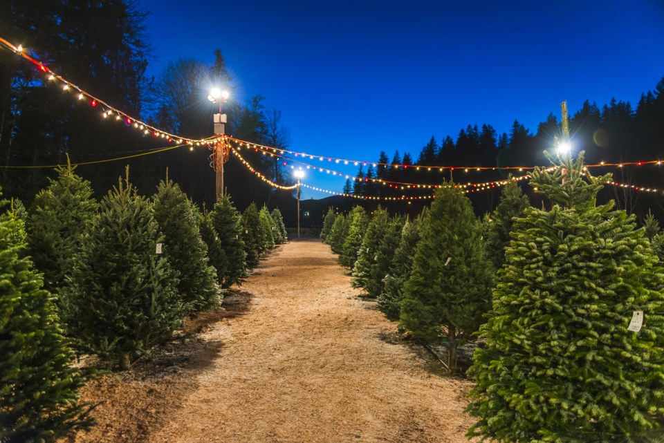 Christmas,Tree,Sale,At,Night.