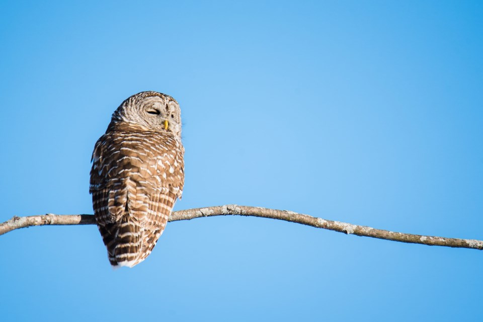 Barred,Owl,Sitting,On,A,Tree,Branch,Against,A,Clear