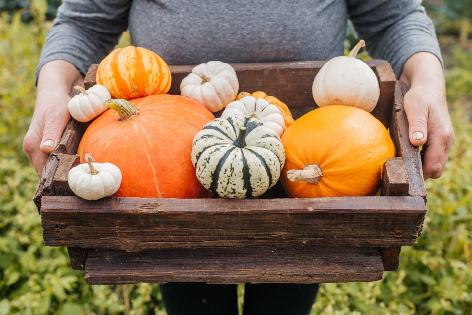 Farmer,Woman,Holding,A,Wooden,Box,With,Pumpkins.,Fresh,Organic