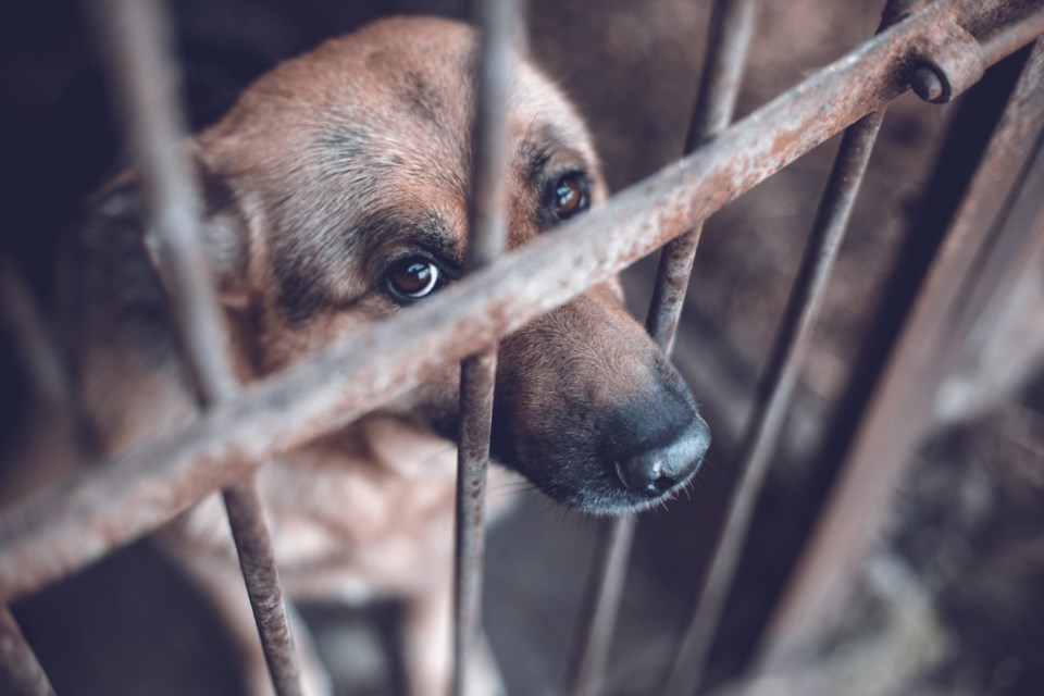 A,Big,Sad,Shepherd,In,An,Old,Aviary.,Toned,,Style