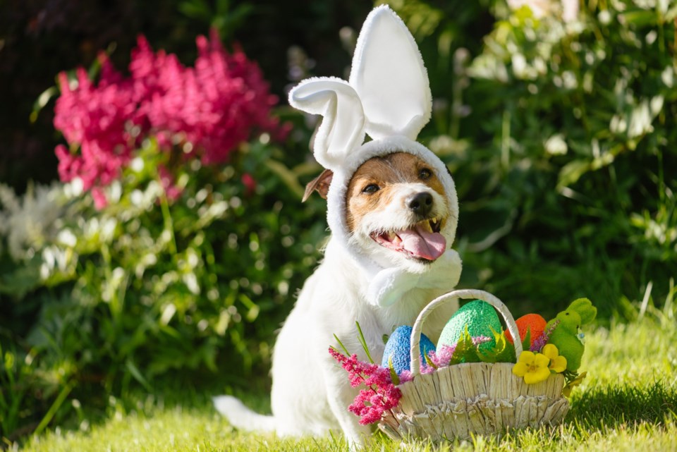Funny,Pet,Dog,Wearing,Easter,Bunny,Costume,And,Festive,Basket