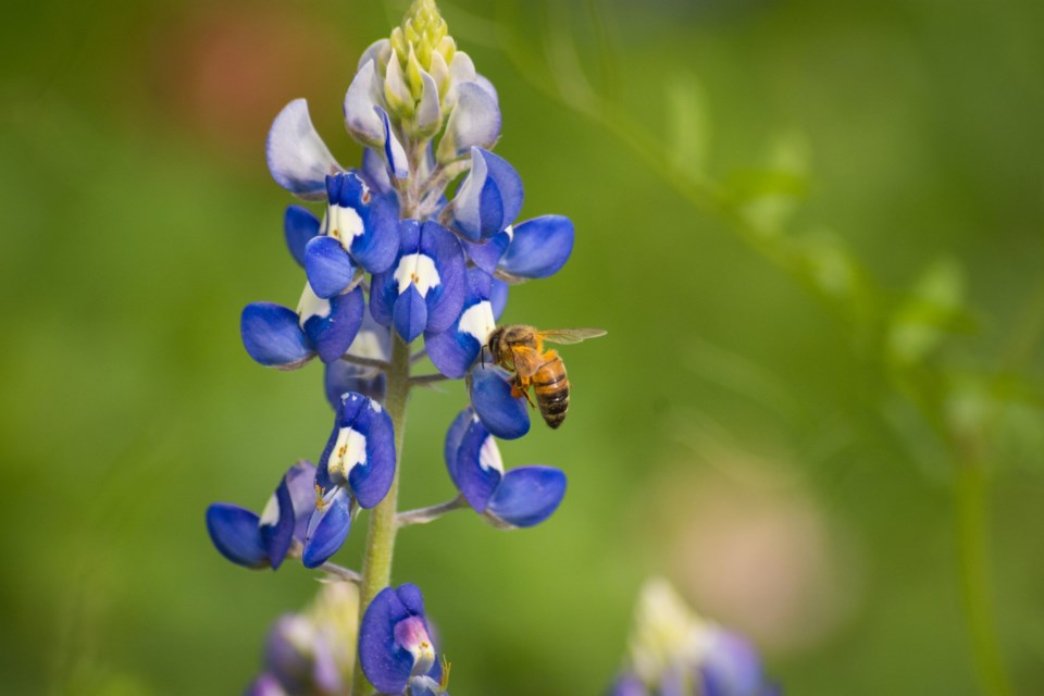 Bees,On,Texas,Bluebonnets,Laden,With,Pollen