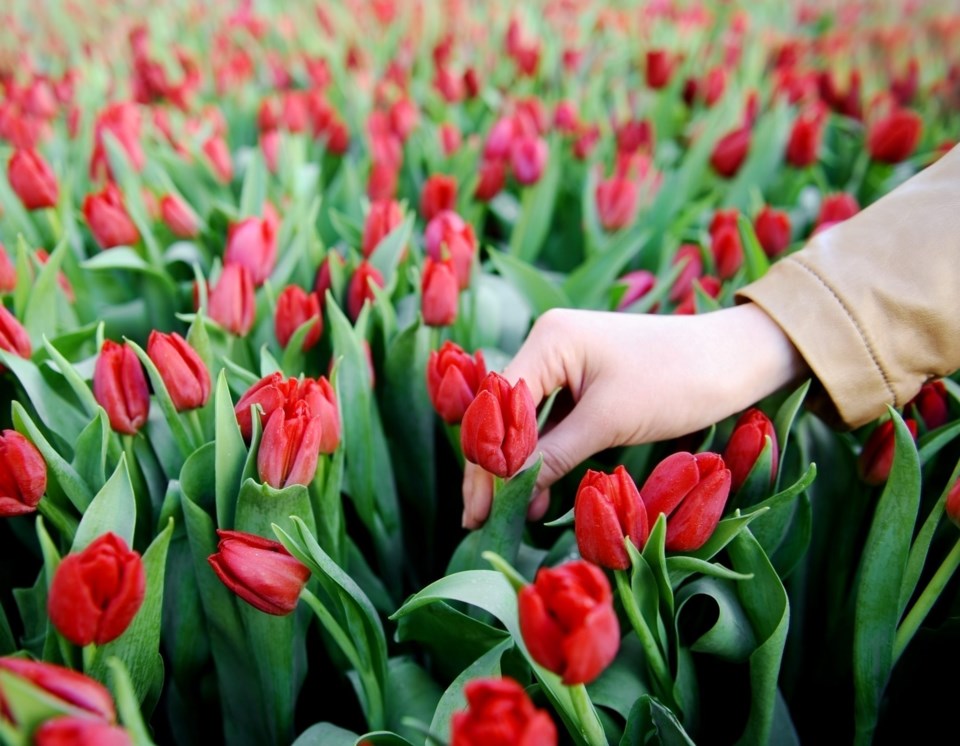 Woman&#8217;s,Hand,Picking,Up,A,Red,Tulip,From,A,Tulip
