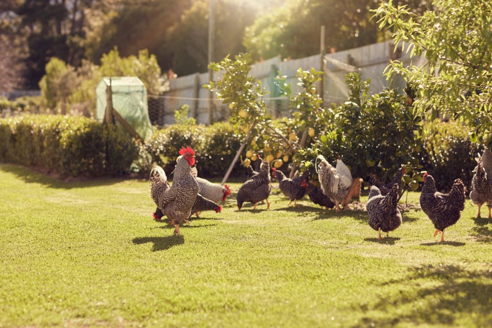 Group,Of,Chickens,Walking,Around,A,Green,Lawned,Garden,On