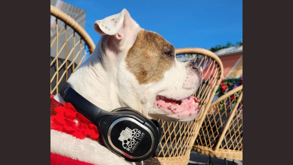 Wooftop events by Rooftop Cinema Club