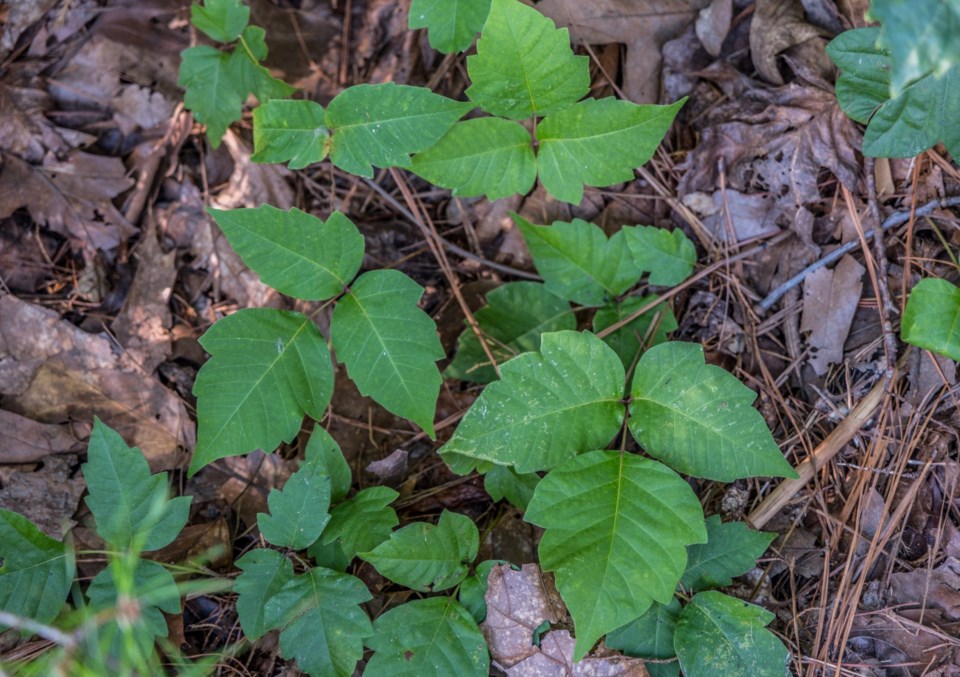 A,Clump,Of,Poison,Ivy,Growing,On,The,Forest,Floor