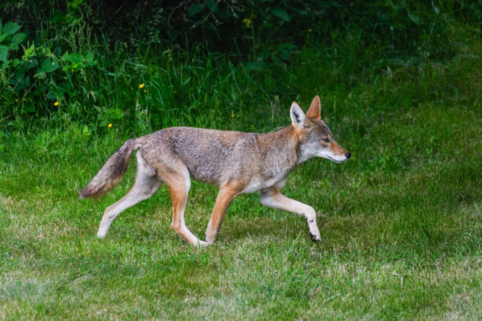 A,Wild,Coyote,Moves,Across,The,Edge,Of,A,Lawn