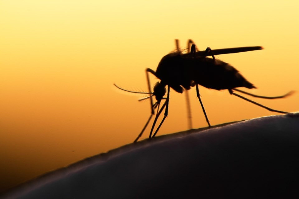 Mosquito,On,Human,Skin,At,Sunset