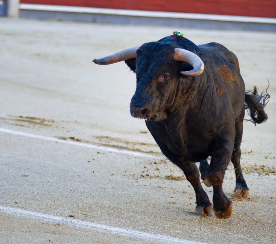 The,Bull,Running,During,A,Bullfight,In,Madrid.,Plaza,De