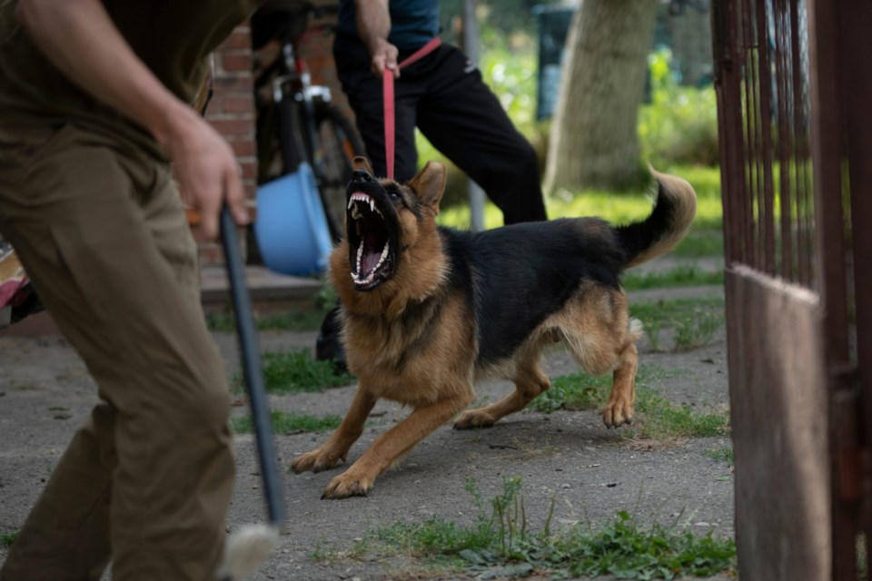 German,Shepherd,Dog,Doing,Protection,Work.,Aggressive,Dog.,Barking,Dog