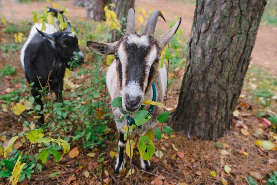 Goats,Eats,Leaves,From,Bushes,And,Trees,In,The,Forest