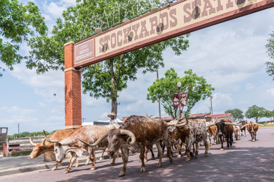 Fort,Worth,,Tx,-,May,11:,Longhorn,Cattle,Drive,At