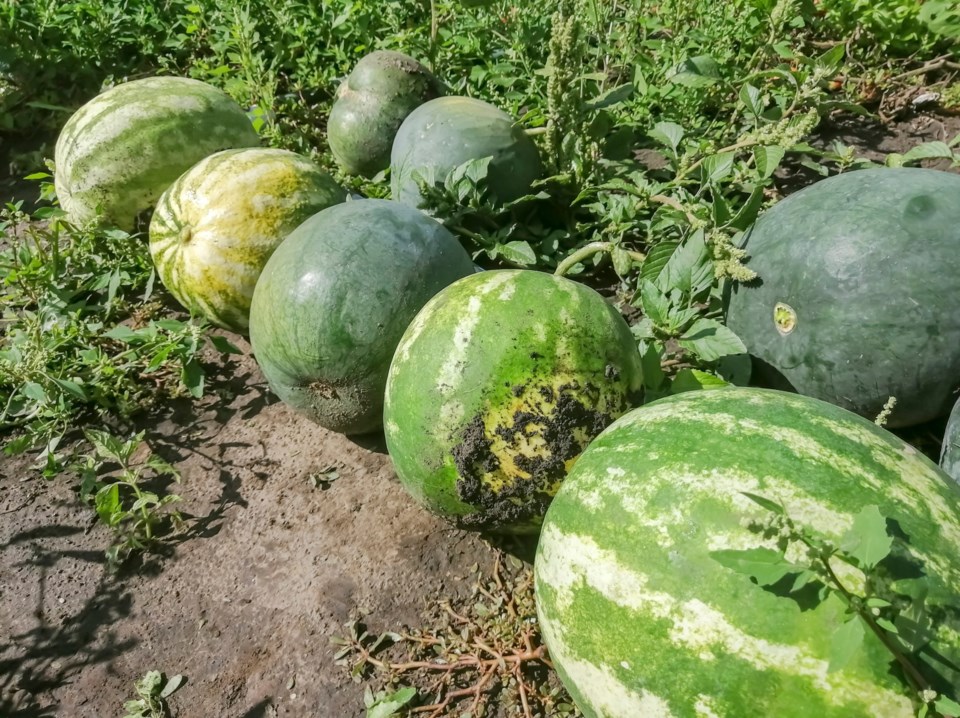Harvested,Watermelons.,A,Lot,Of,Watermelons,Are,Lying,On,The