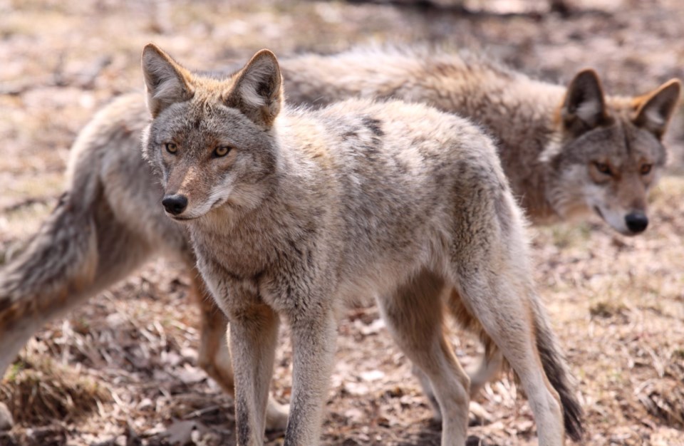 Pack,Of,Coyotes