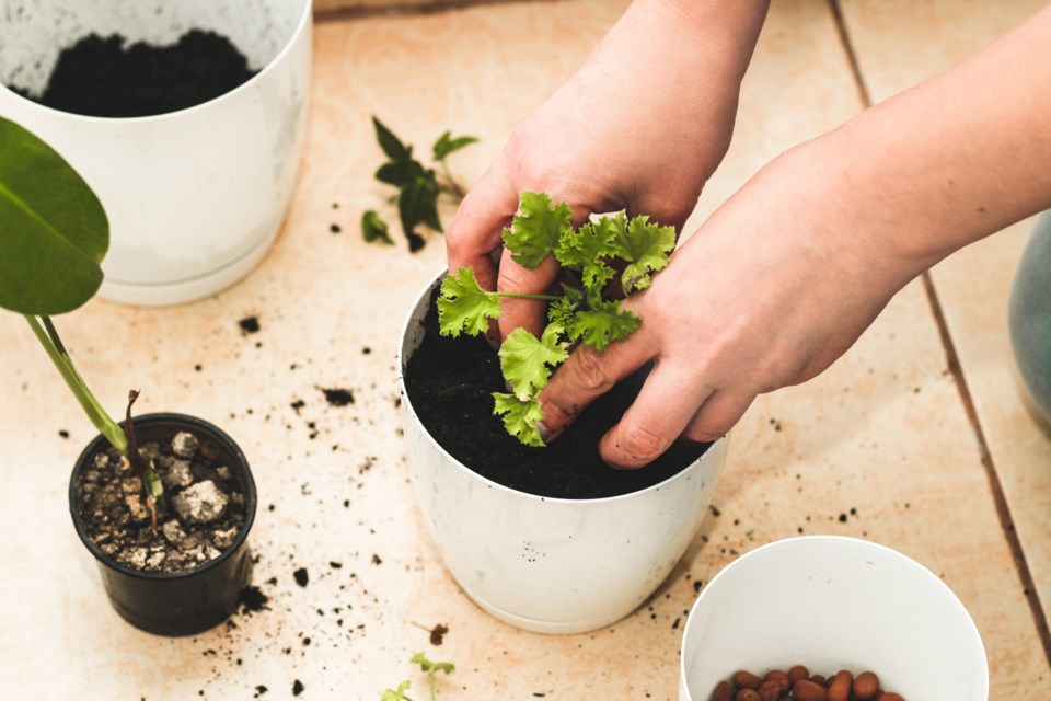 The,Girl,Is,Replanting,Homemade,Green,Pots.