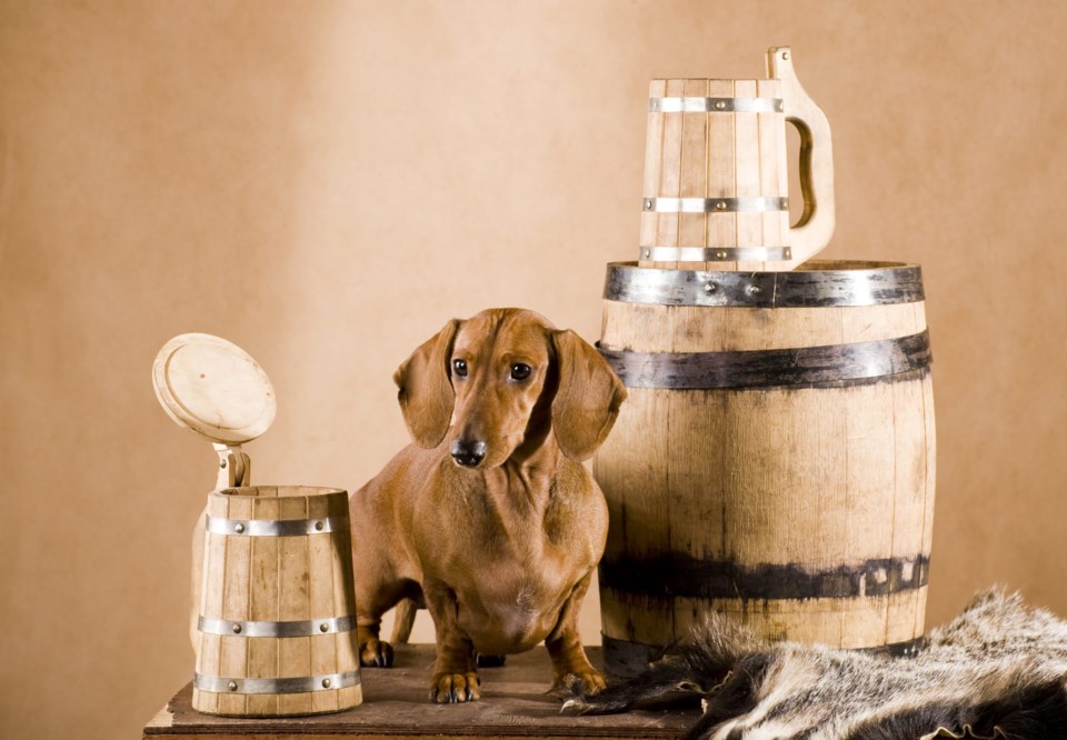 Dachshund,With,Beer