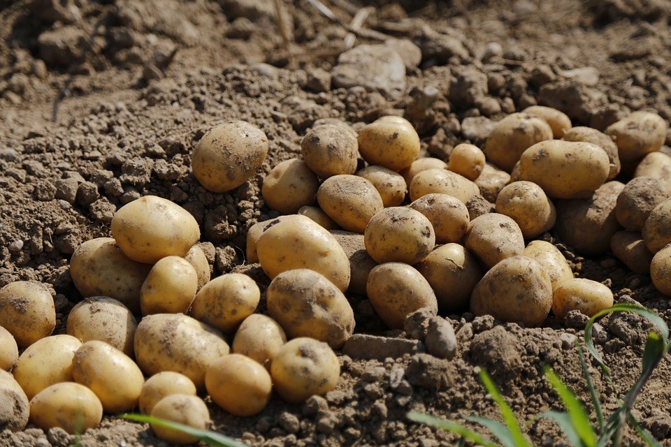 potatoes
