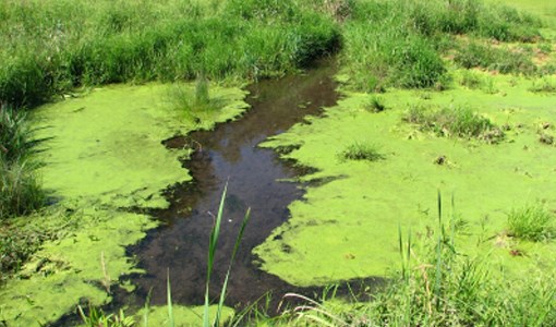 blue-green-algae-02