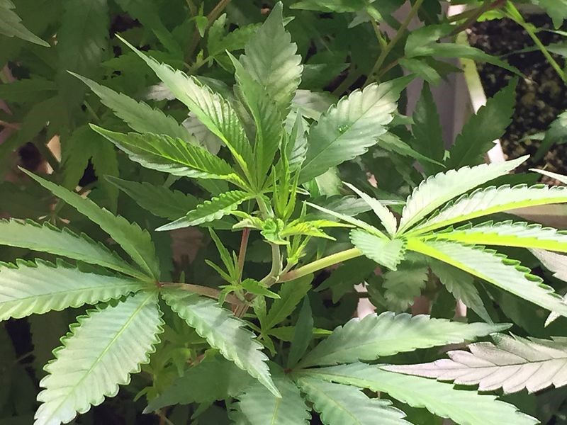 marijuana-plant