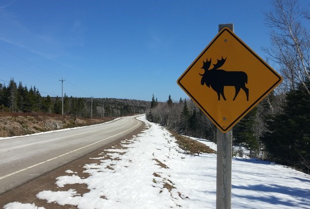 moose-cull