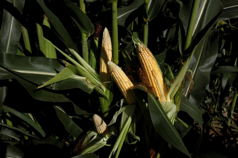 Corn grows in Longmont and Boulder Valley Conservation Districts' demonstration plot, which uses conservation practices to improve soil health.