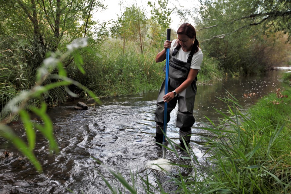 A volunteer uses a net to catch river bugs in Left Hand Creek on Wednesday.