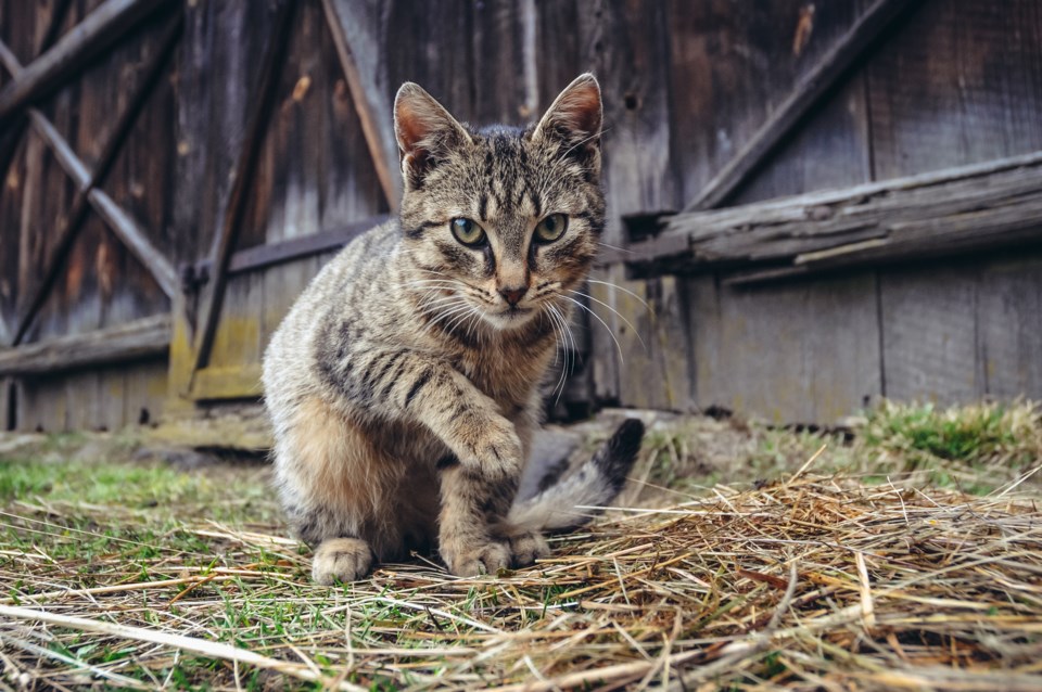 adobestock_264863376