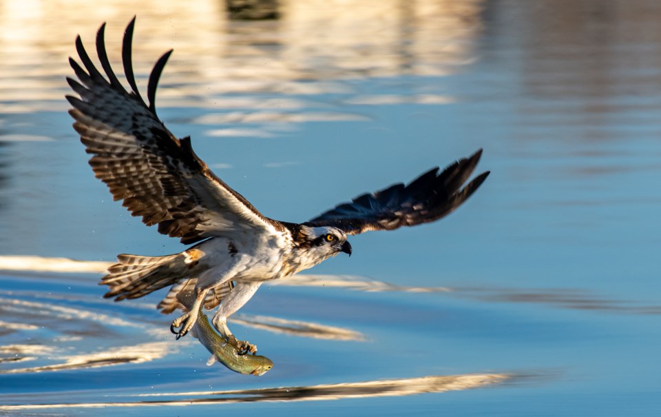 adobestock_355745907