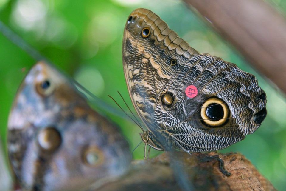 Tagged butterfly 