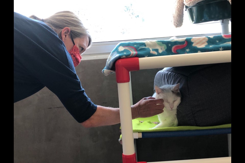 Longmont Humane Society Director of Marketing and Communications Carrie Brackenridge gives some attention to Powder at the shelter on June 25.
(Photo by Macie May)