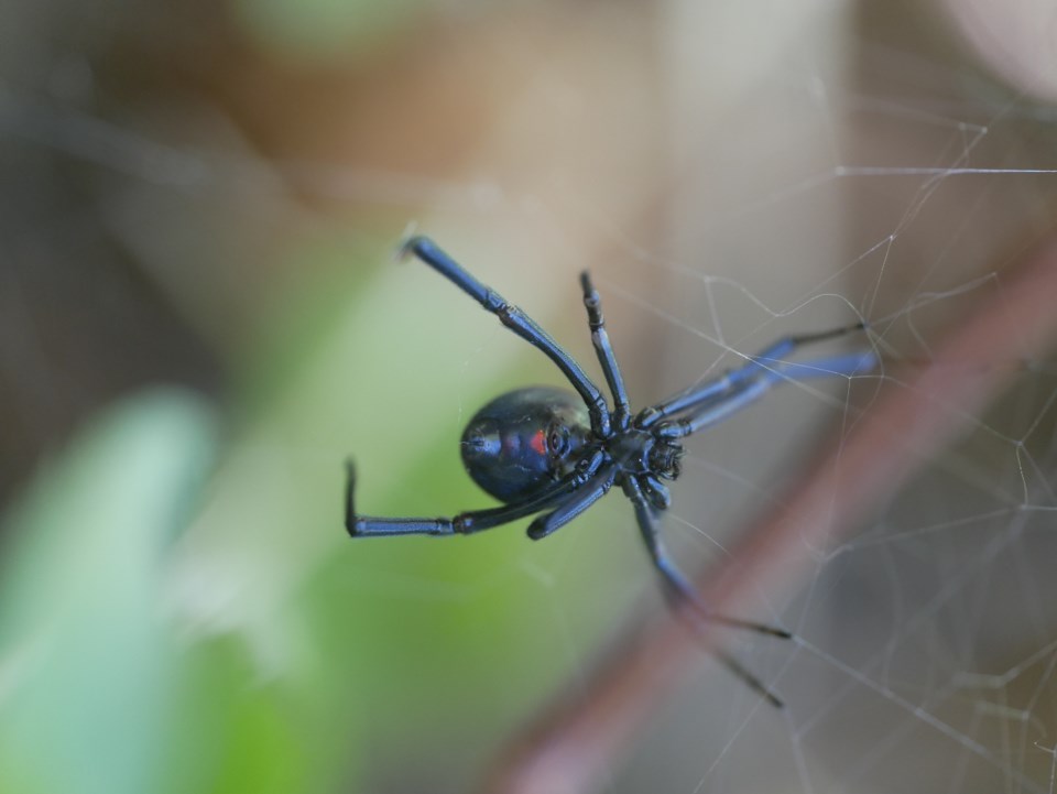 adobestock_530922596
