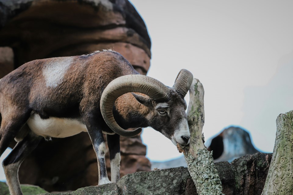 aldrin-rachman-pradana-agyjklw0t5o-unsplash