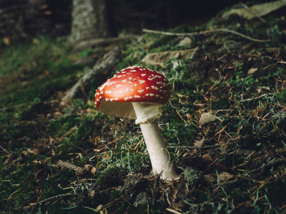 andrew-ridley-gzl6hwkjwsm-unsplash