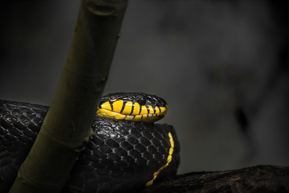 close-up-lizard