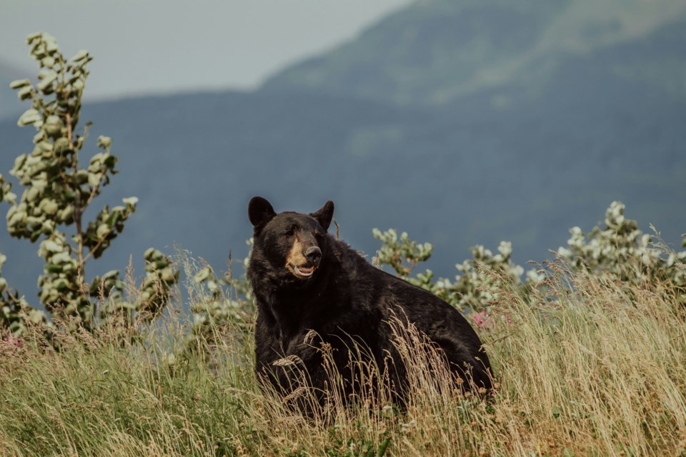 danika-perkinson-x1p45itcnys-unsplash