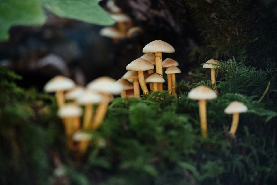 jesse-bauer-7w4lnt7ljb4-unsplash