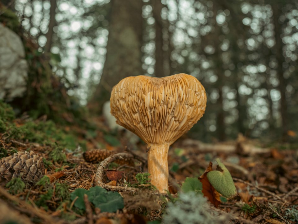 neil-macc-zy2atisccyy-unsplash