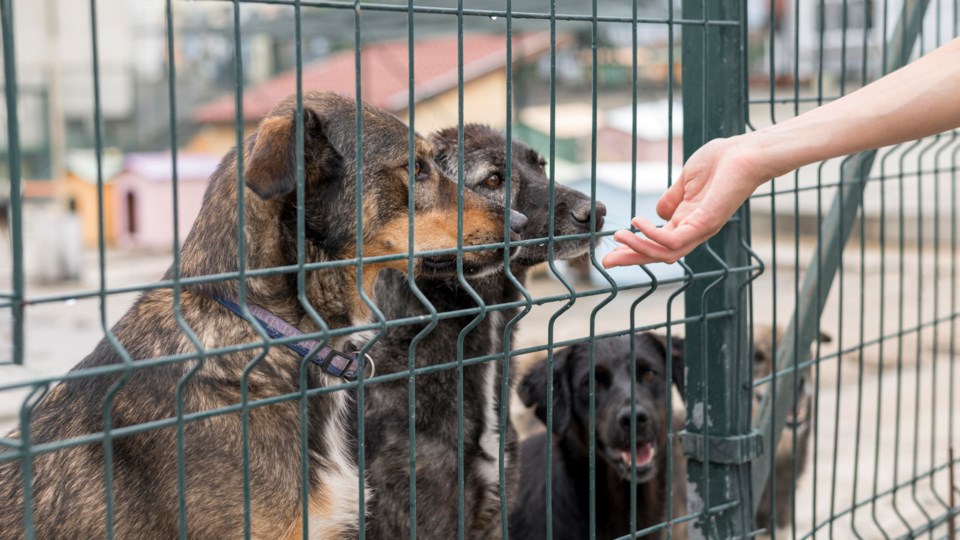 person-reaching-dogs-through-fence-shelter