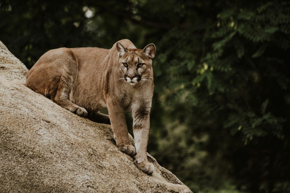 priscilla-du-preez-6bzqonml5do-unsplash