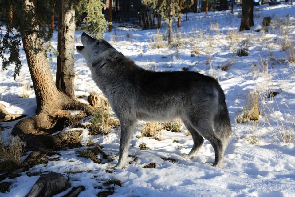 wolf3