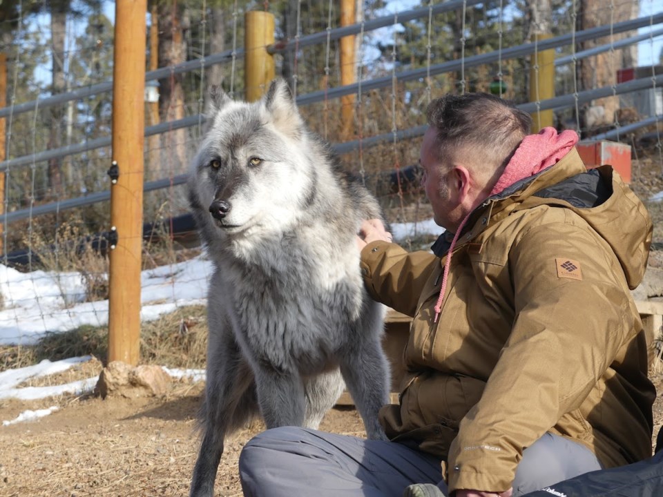 wolf4