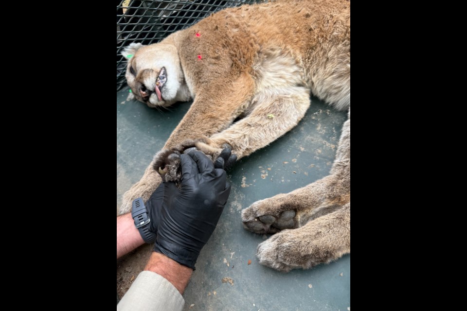The process of the mountain lion capture and relocation that occurred on August 1. Courtesy of Colorado Parks and Wildlife.