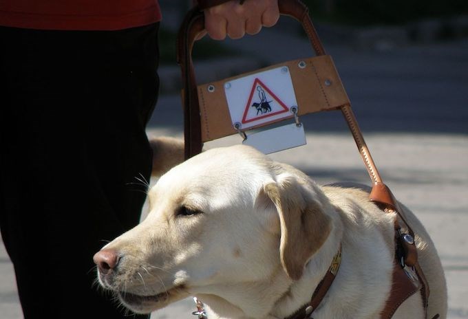 2020_09_14_LL_service_dog_CNC_voting_disabilities_stock
