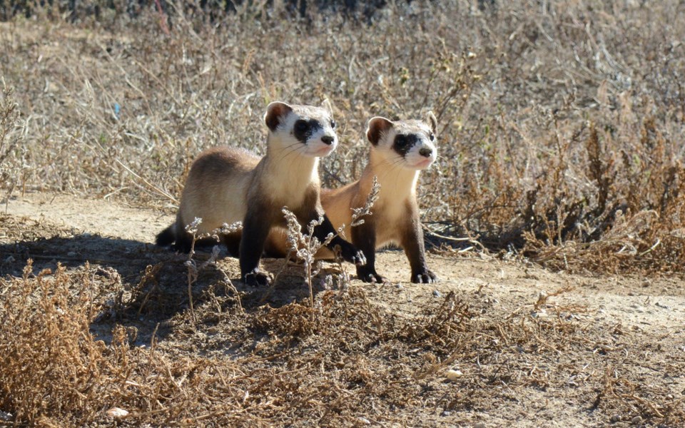 2020_12_27_LL_black_footed_ferrets